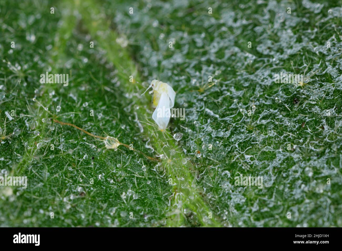 Silverleaf whitefly, Bemisia tabaci (Hemiptera: Aleyrodidae) killed by an insecticide made from natural oils on a leaf. Stock Photo
