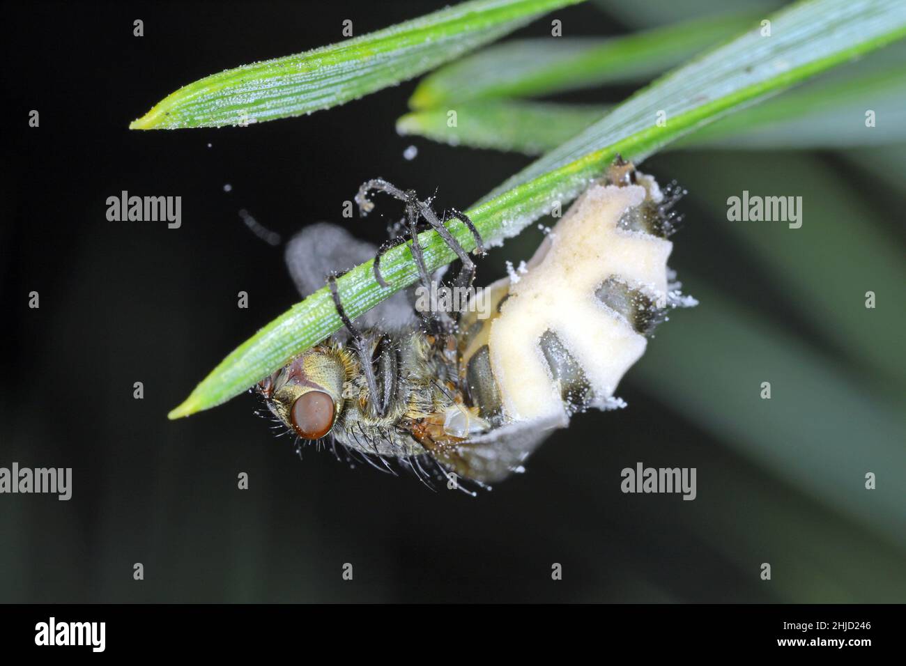 Fly kiled by parasitic fungus - Entomophthora muscae. Stock Photo