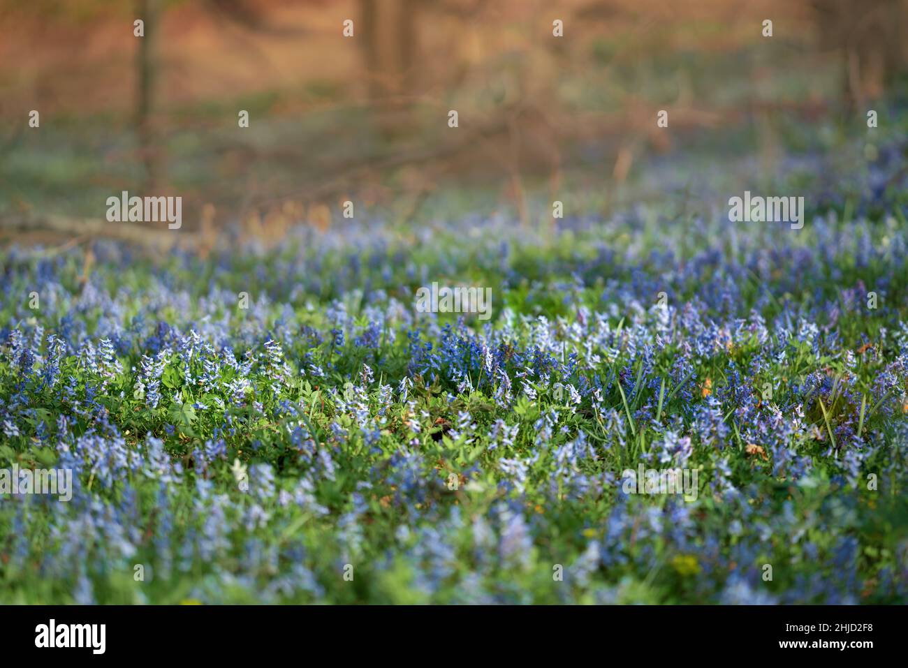 Pink forest flowers hi-res stock photography and images - Alamy