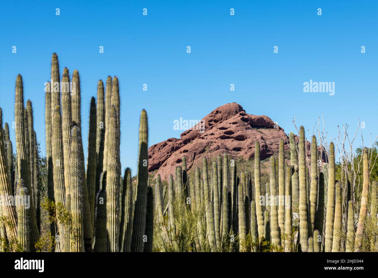 Chihuly In The Garden, Saguaro Cactus and Reddish-Brown Hills Stock Photo