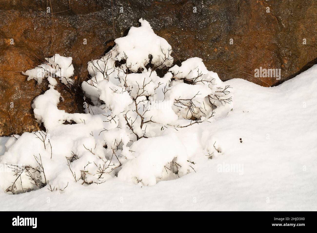 A dry bush, partially covered by fresh snow in an israeli fallow field after a rare snow storm. Stock Photo