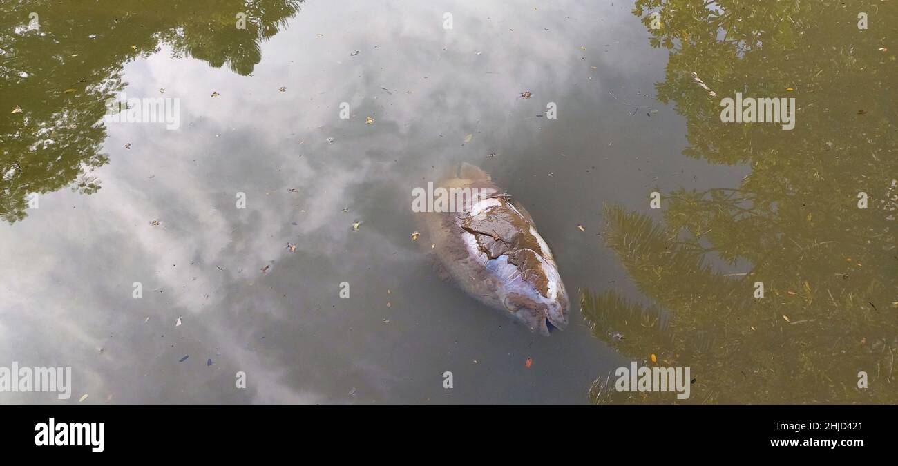 Brazil fish pollution hi-res stock photography and images - Alamy