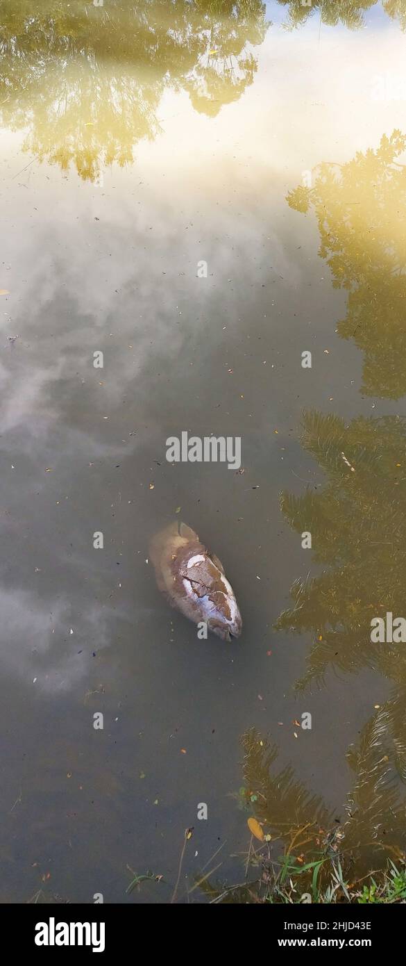Fish dead in the Lake, Minas Gerais, Brazil Stock Photo - Alamy