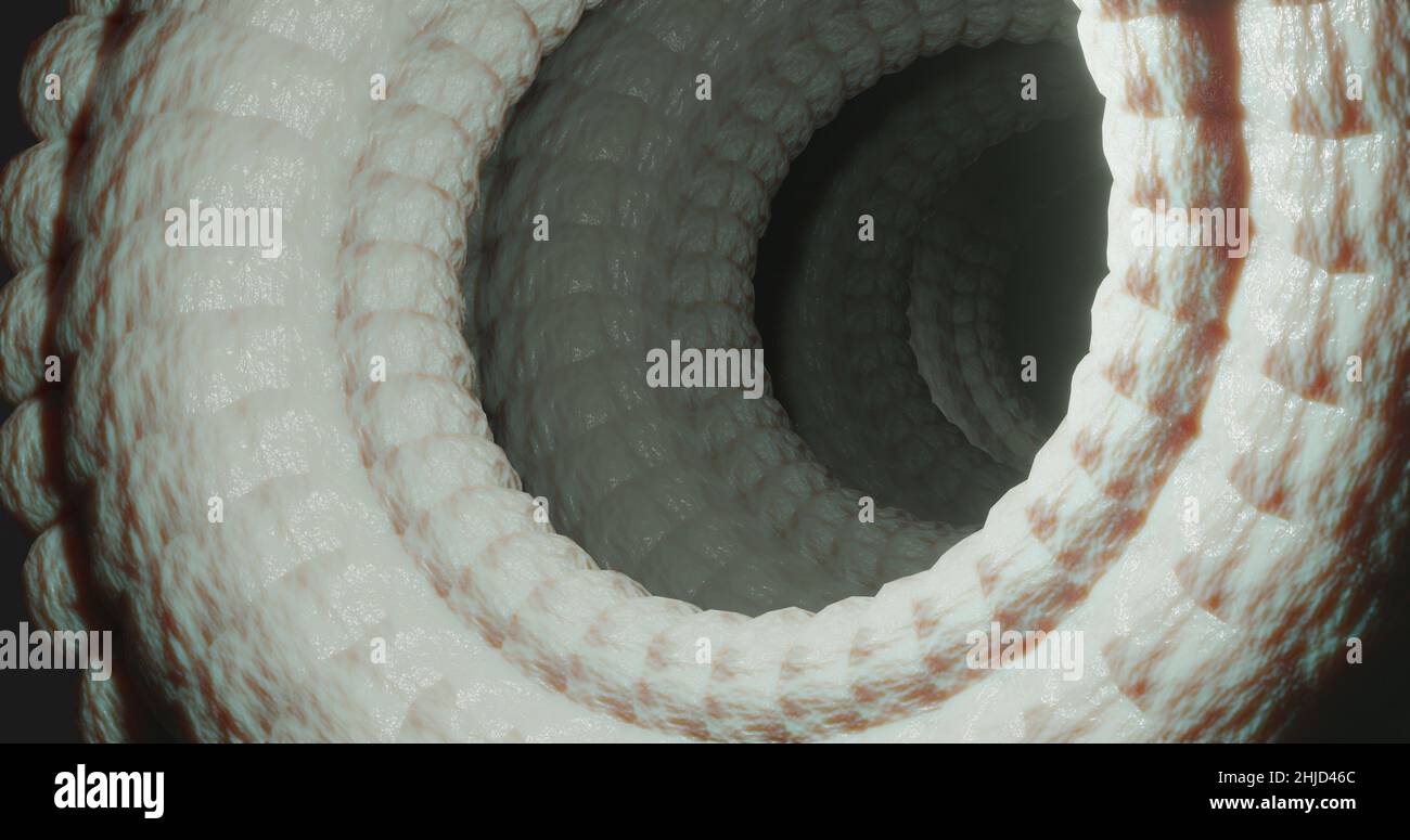 Muscle, tendon contraction in the form of a spiral. Biomechanics. Medicine concept animation Stock Photo