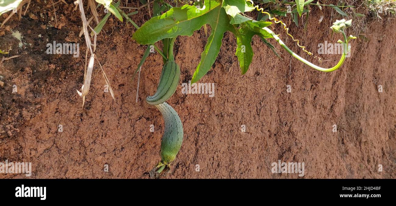 Vegetal Luffa Aegyptiaca,  Minas Gerais, Brazil Stock Photo