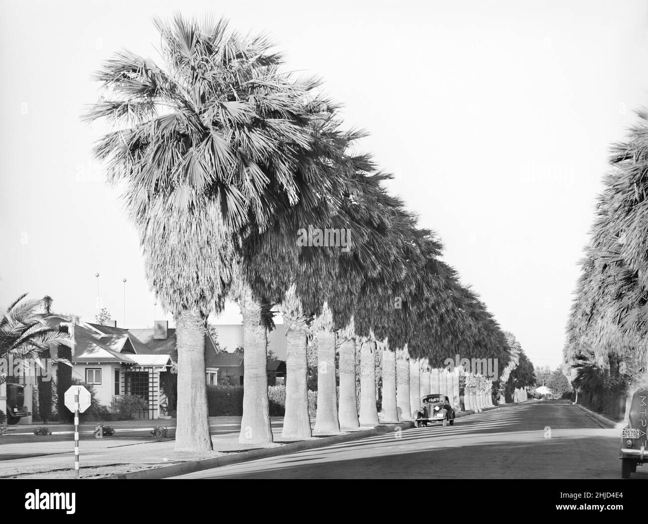 Palm Trees lining Residential Street, Phoenix, Arizona, USA, Russell Lee, U.S. Office of War Information/U.S. Farm Security Administration, May 1940 Stock Photo