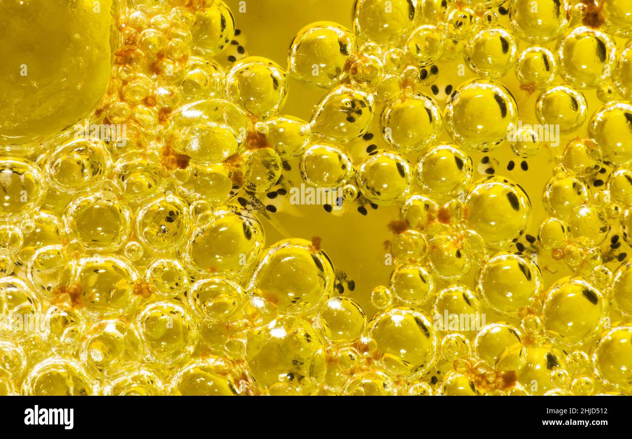 A bubblenest from a Betta fighter fish containing many baby Betta fry Stock Photo Alamy