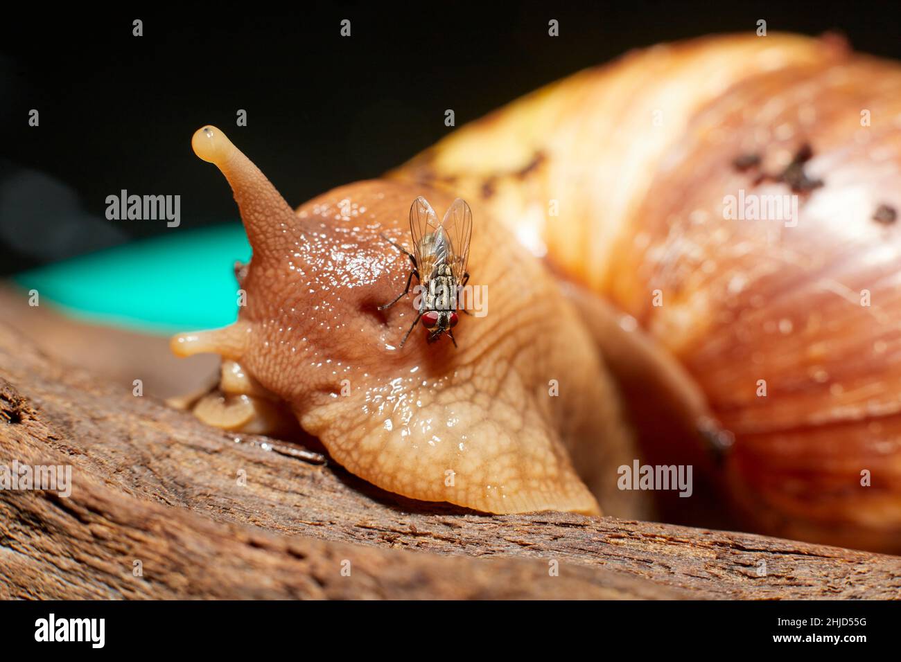 An African land snail on a piece of brown driftwood Stock Photo