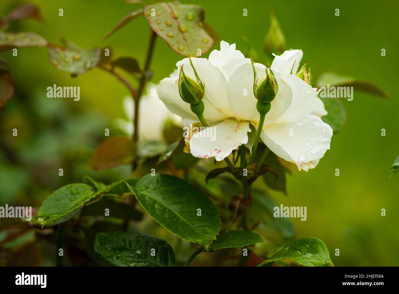 Closeup shot beautiful natural hi-res stock photography and images - Alamy