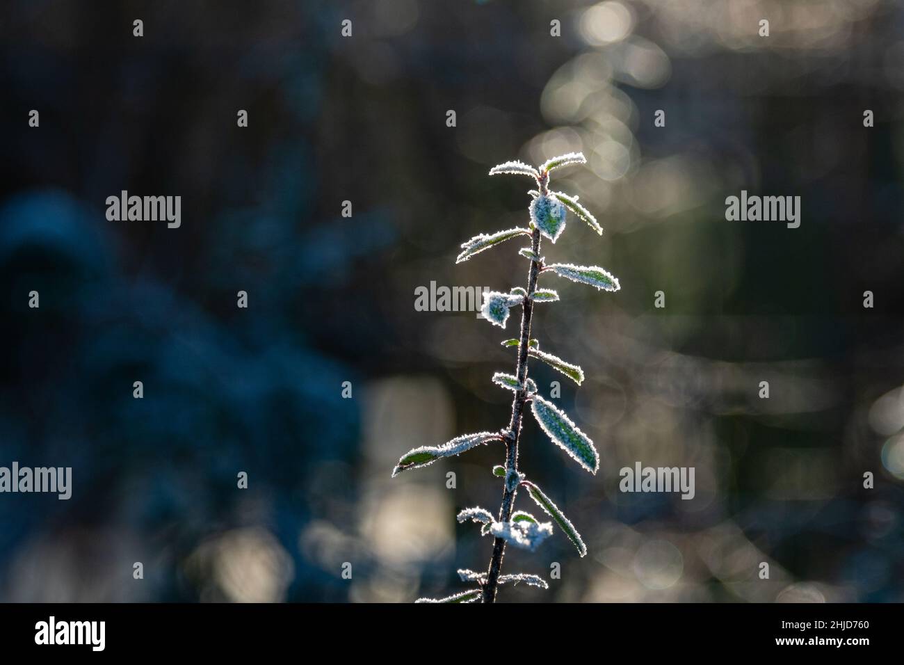 Leafs and plants covered by white frost Stock Photo