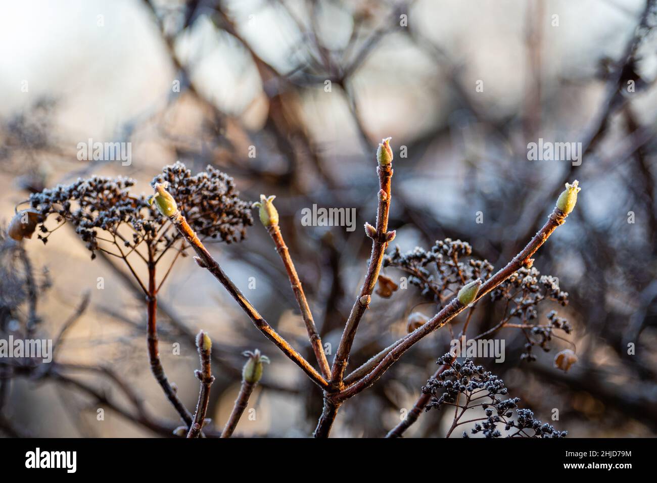 Leafs and plants covered by white frost Stock Photo