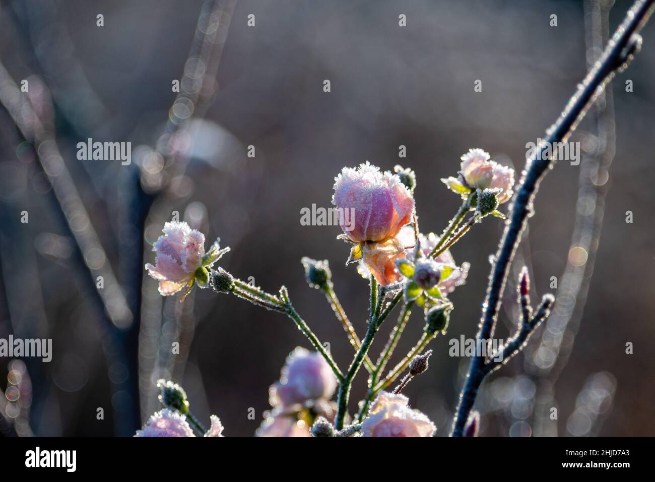 roses in pink covered with white frost Stock Photo