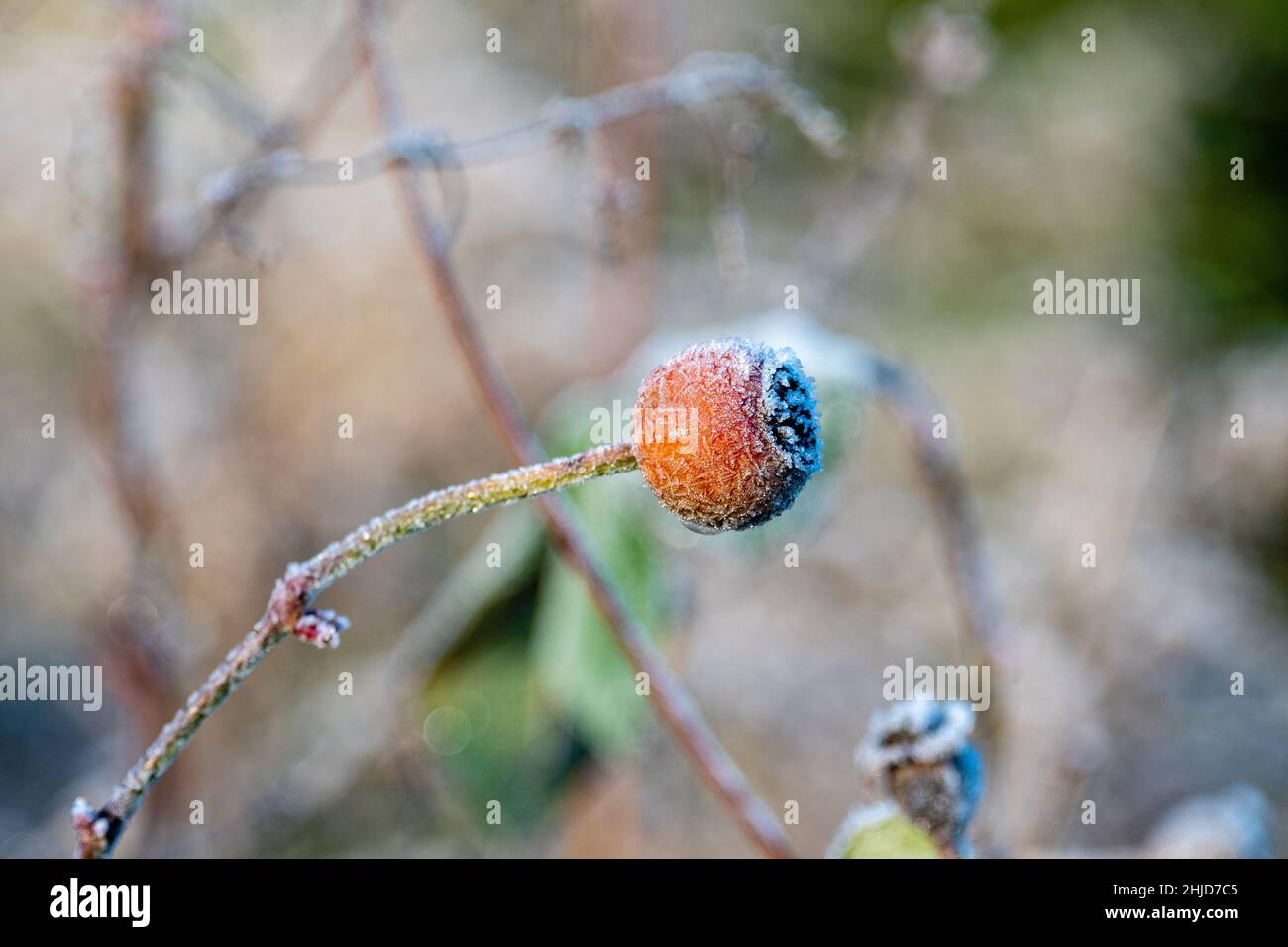 rose hip covered with white frost Stock Photo