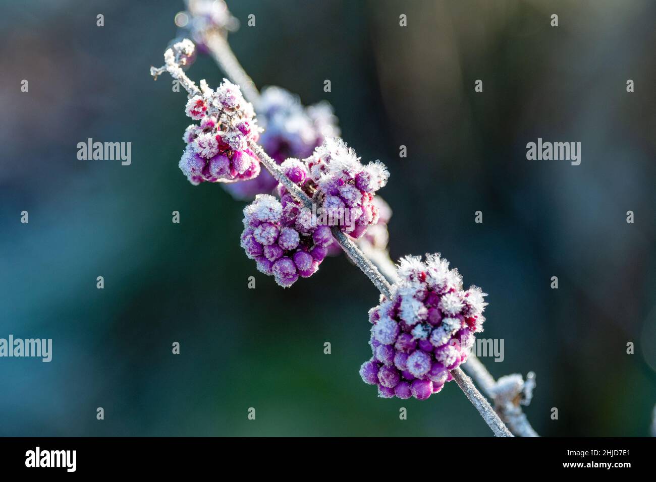 garden plant with pink berries covered with white frost Stock Photo