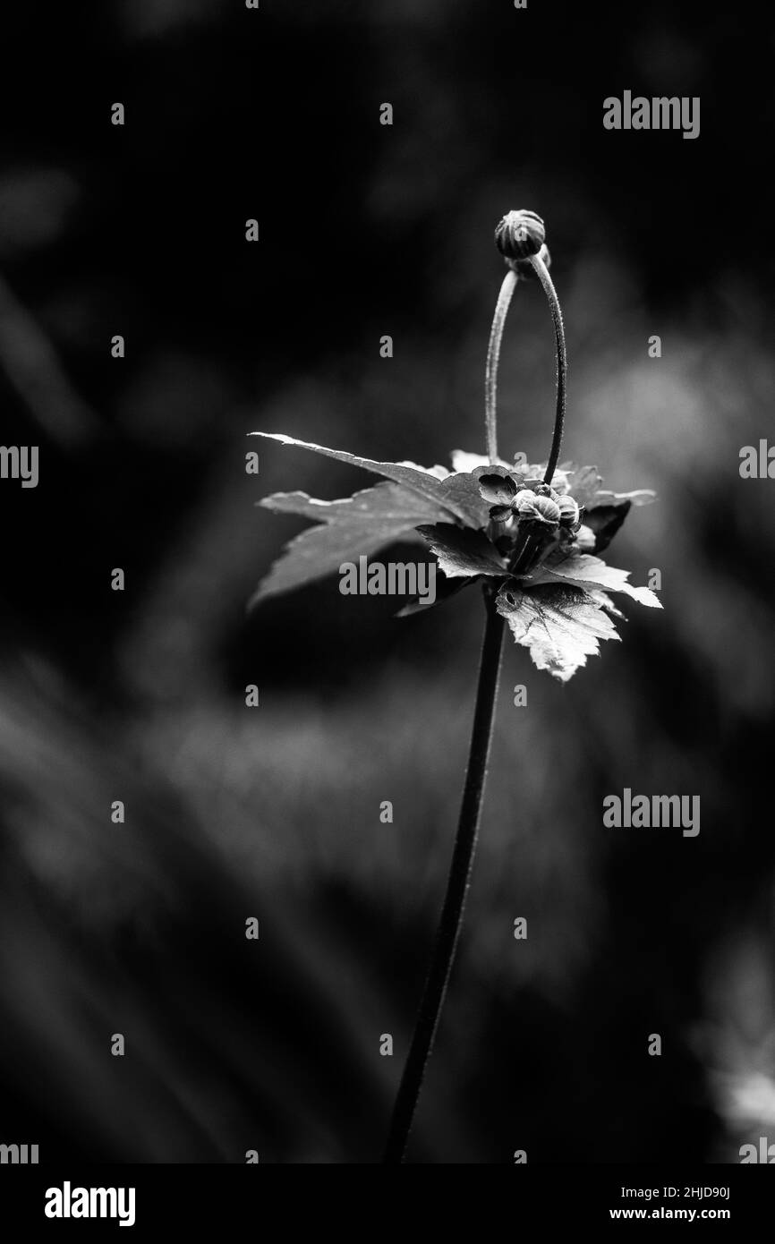 Flower fresh garden Black and White Stock Photos & Images - Alamy