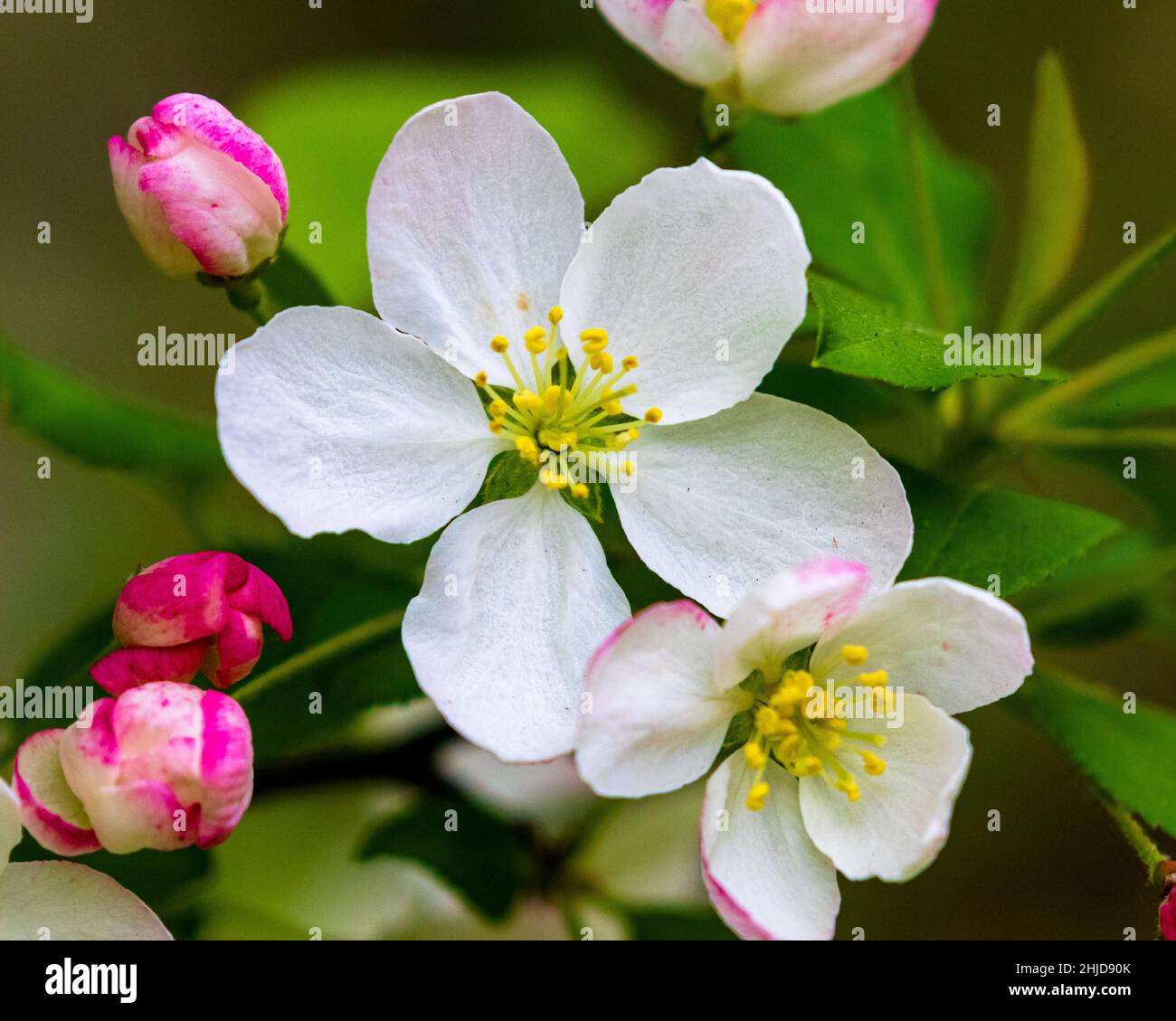 Shallow focus of a white Malus sieboldii plant Stock Photo