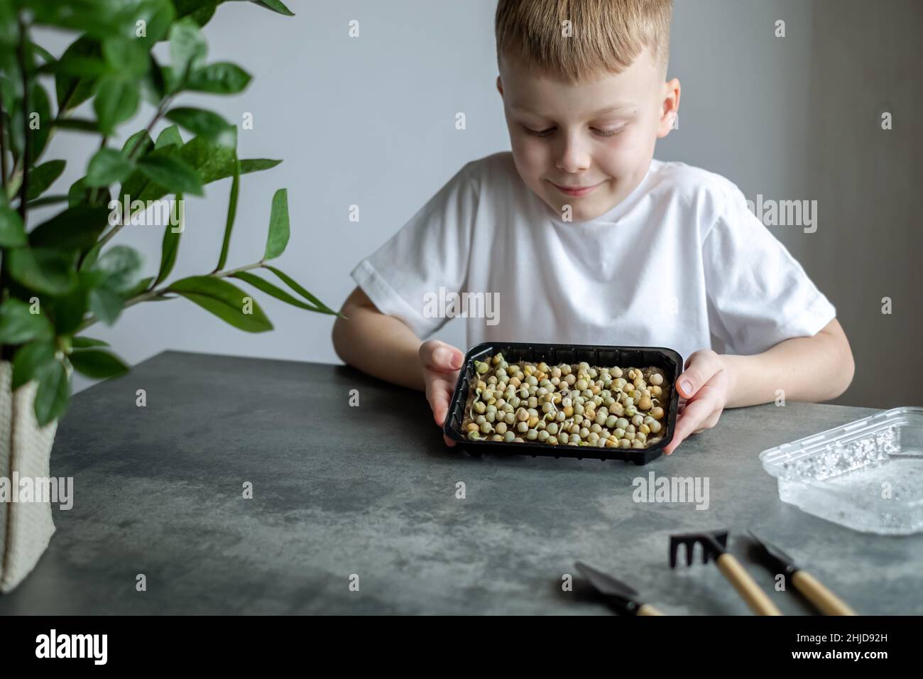 Portrait of a child watching the growth of peas microgreens. Healthy food conceptl. High quality photo Stock Photo