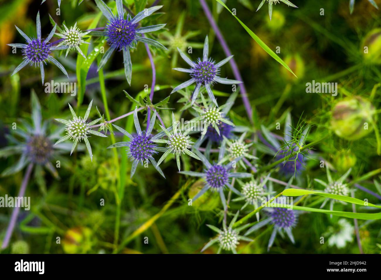 Closeup of Eryngium amethystinum, also known as Italian eryngo Stock Photo