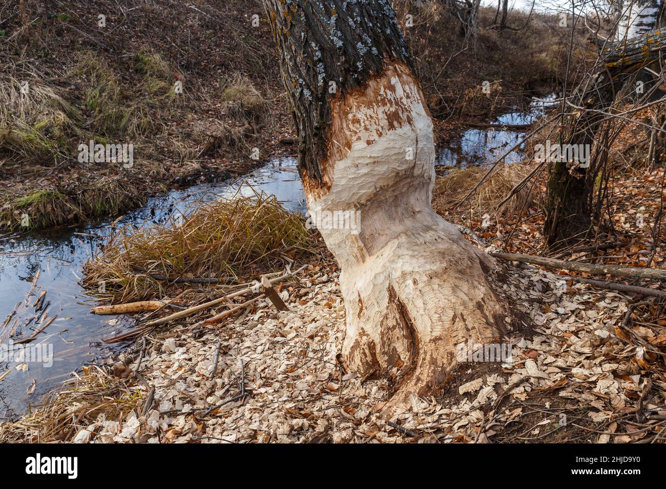 Beavers nibbled the trunk of a tree. Beaver teeth marks on trees. Sawdust is all around the tree. Stock Photo