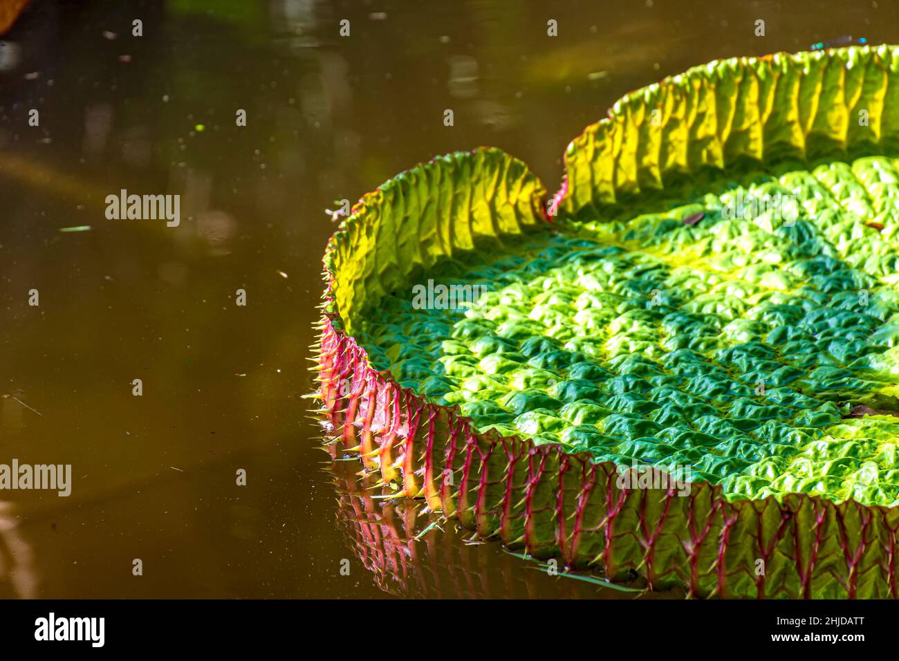Giant water lily amazon rainforest hires stock photography and images