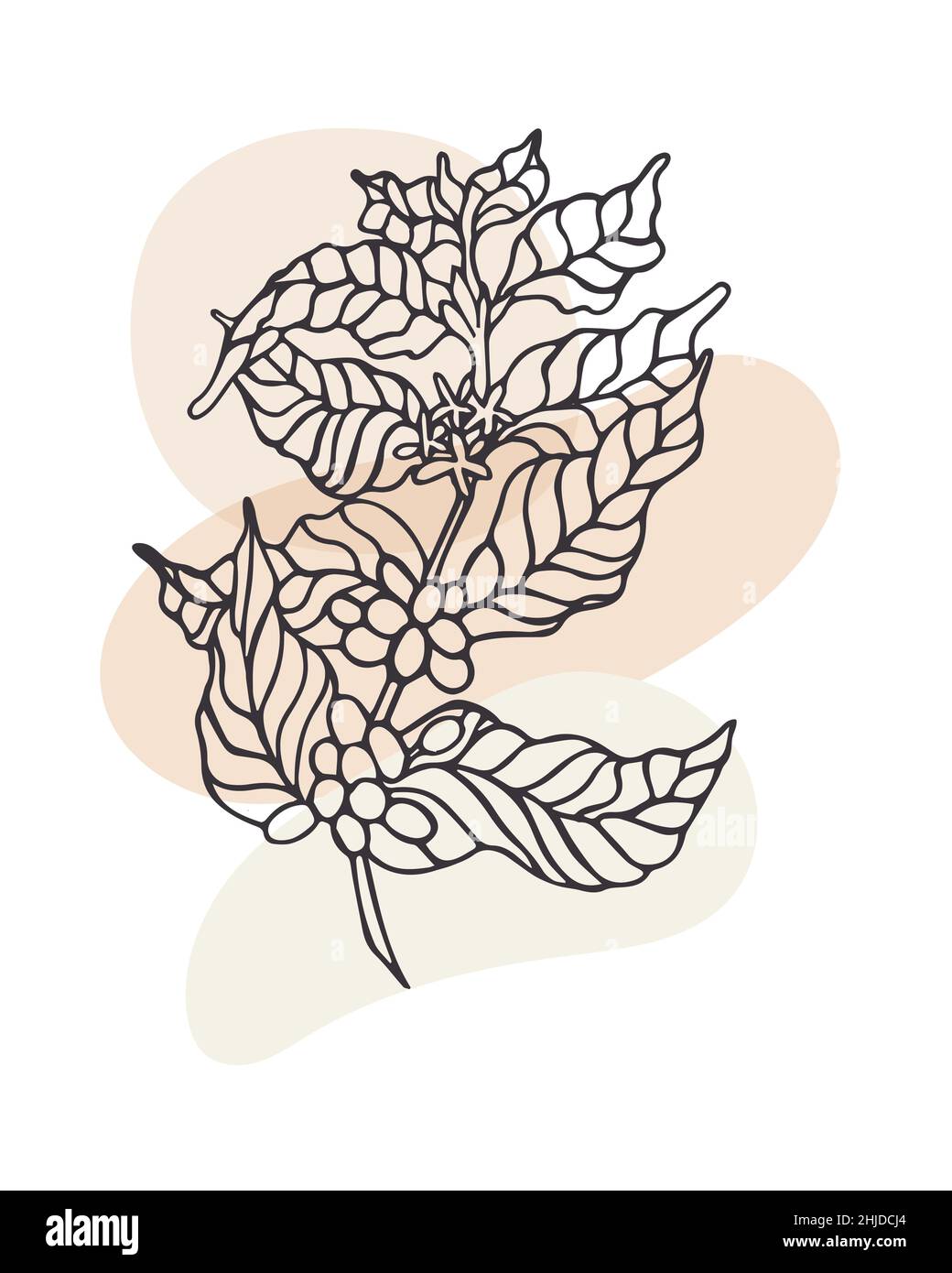 Hand drawn vector illustration of coffee branch with beans. Suit for ...