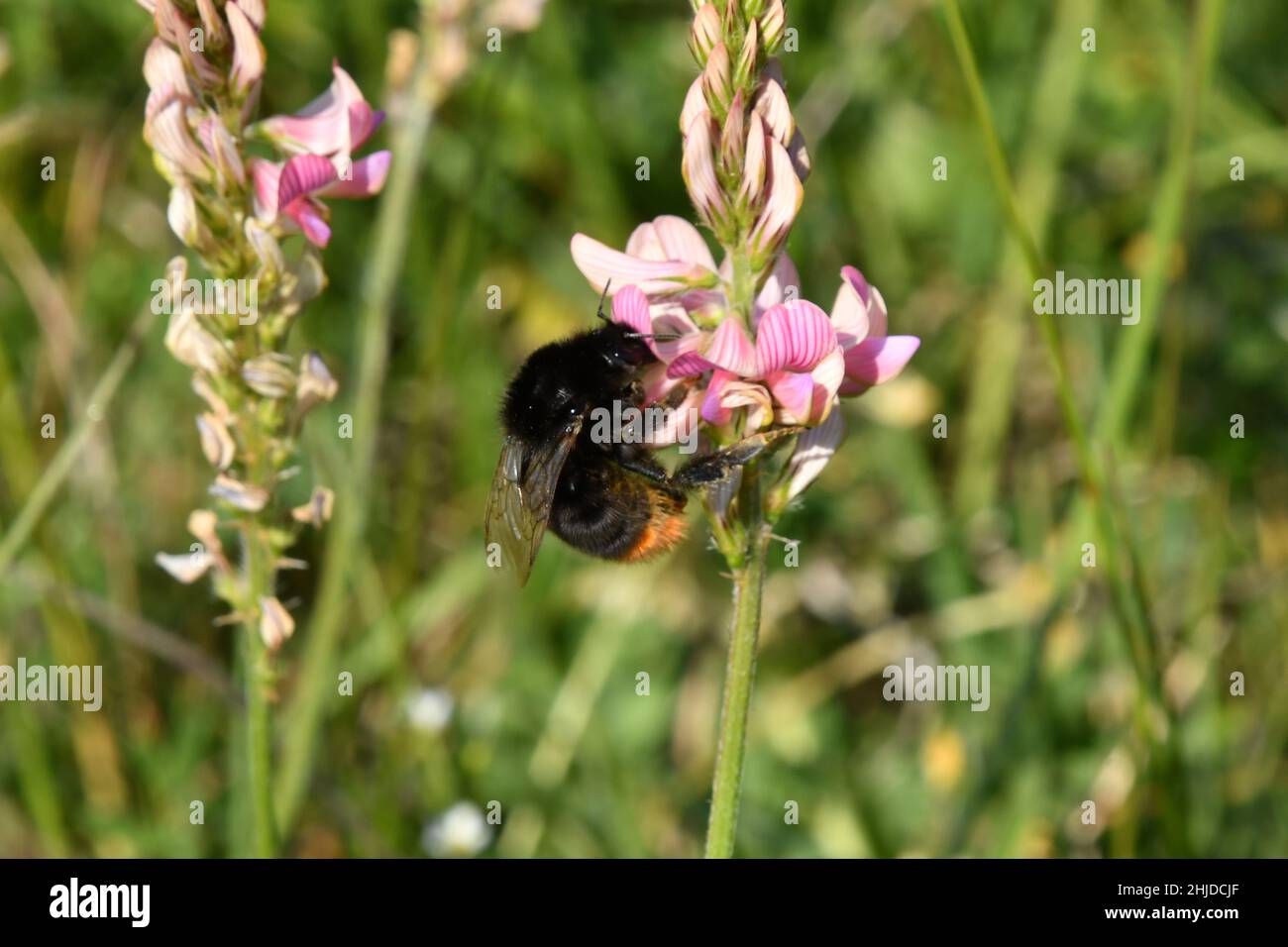 A Bumble Bee extracting nectar from a Sainfoin 'Onobrychis vicifolia'pollinating the flower at the same time.Sainfoin is grown as a forage crop on lim Stock Photo