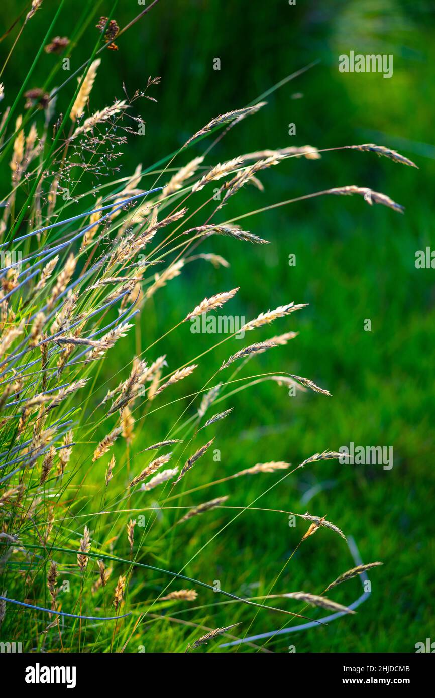 Calamagrostis canadensis hi-res stock photography and images - Alamy