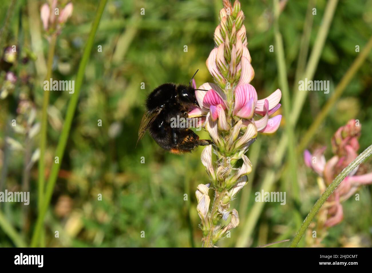 A Bumble Bee extracting nectar from a Sainfoin 'Onobrychis vicifolia'pollinating the flower at the same time.Sainfoin is grown as a forage crop on lim Stock Photo