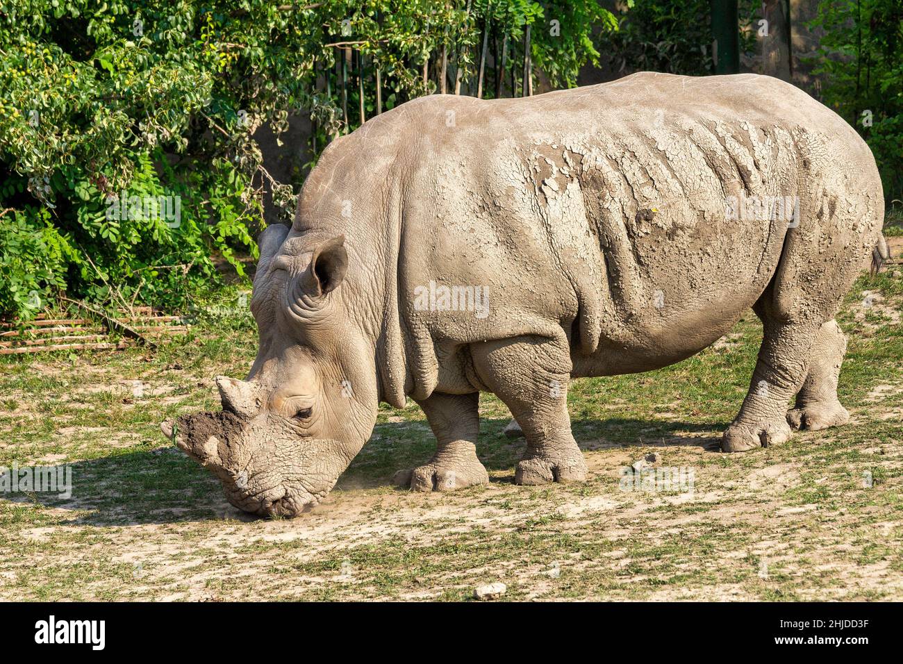 The white rhinoceros, respectively square-lipped rhinoceros (latin name Ceratotherium simum). Stock Photo