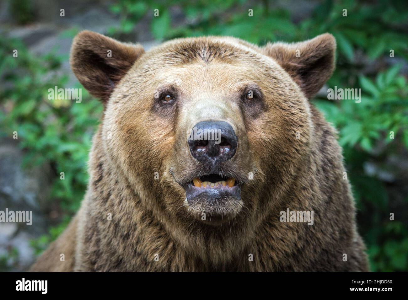 Bear's front view Stock Photo - Alamy