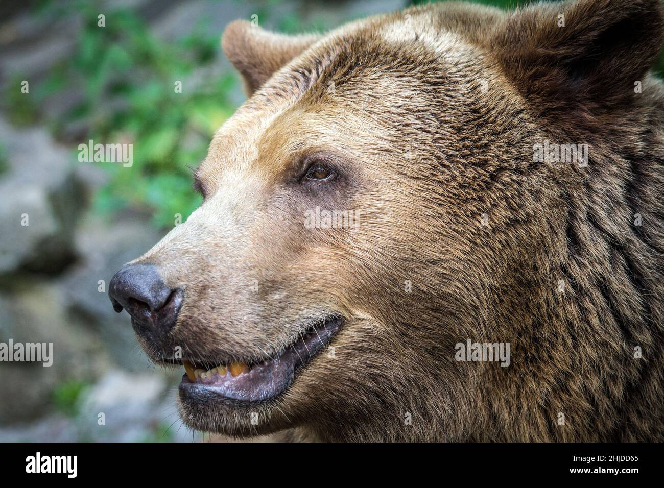 grizzly bear profile