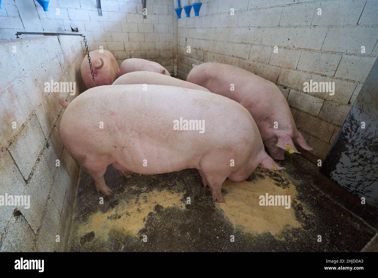 Big pigs in a small farm eat feed Stock Photo
