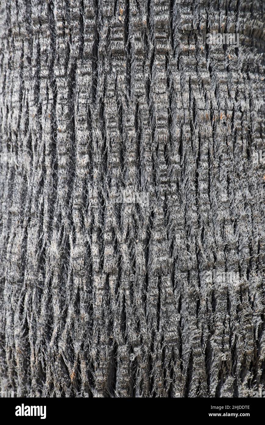 palm tree trunk as photo background Stock Photo