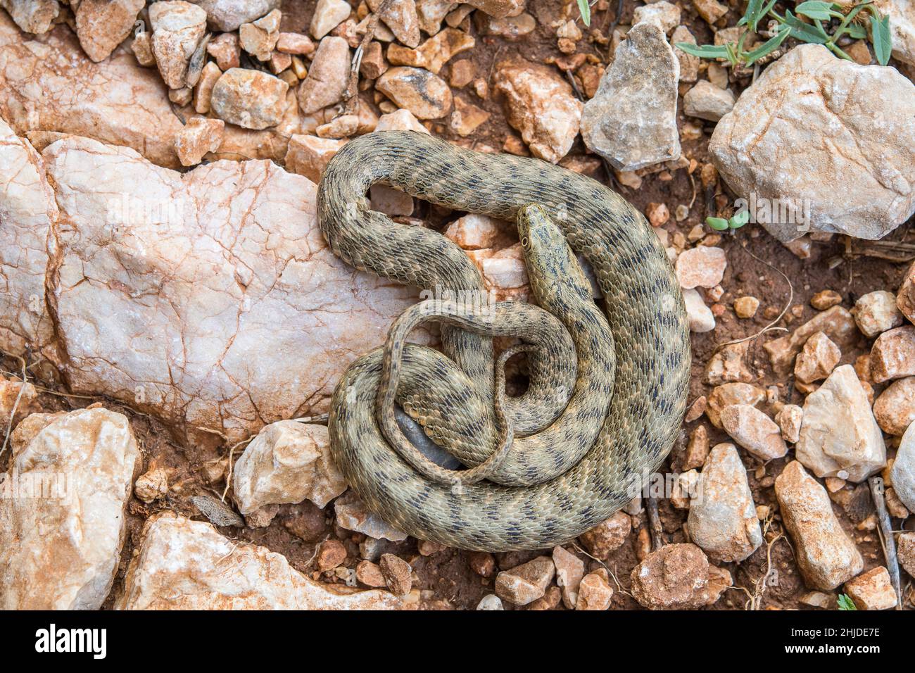 Dice snake (Natrix tessellata) semi-aquatic snake in the family Natricidae. Stock Photo