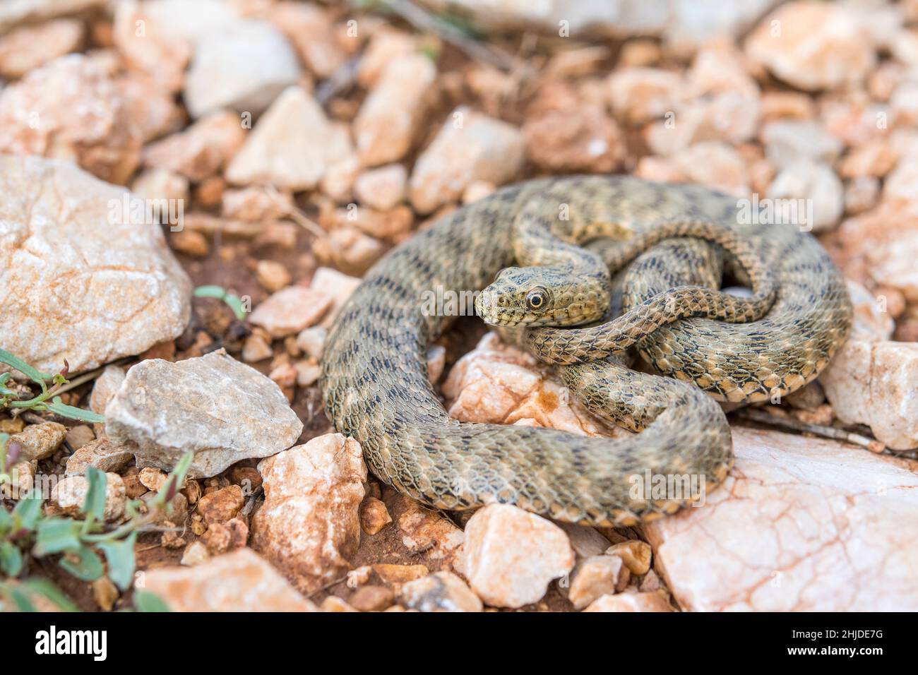Dice snake (Natrix tessellata) semi-aquatic snake in the family Natricidae. Stock Photo
