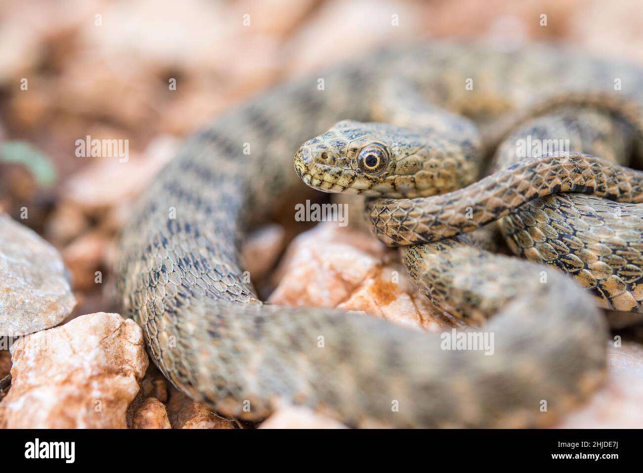 Dice snake (Natrix tessellata) semi-aquatic snake in the family ...