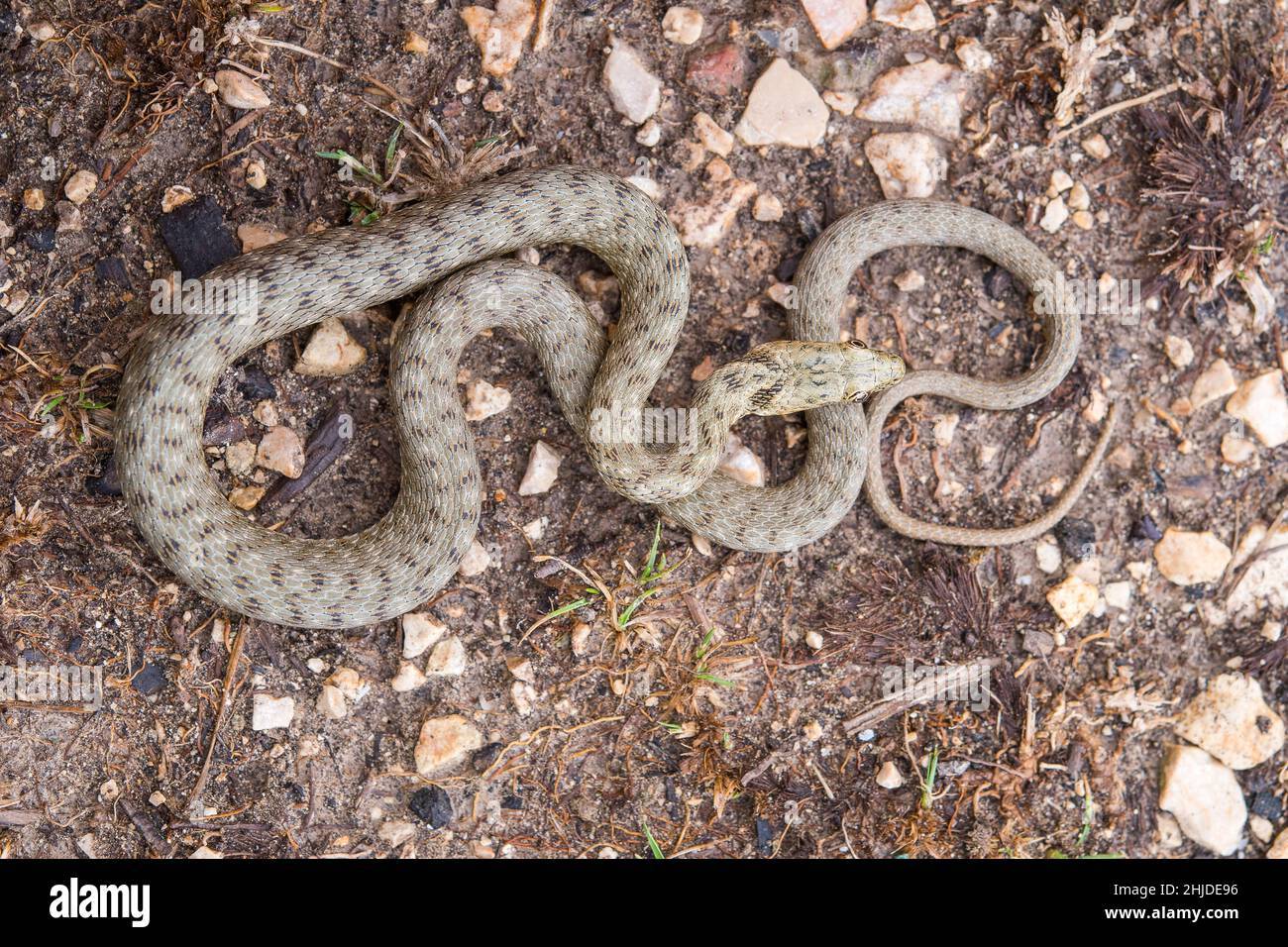 Dice snake (Natrix tessellata) semi-aquatic snake in the family ...