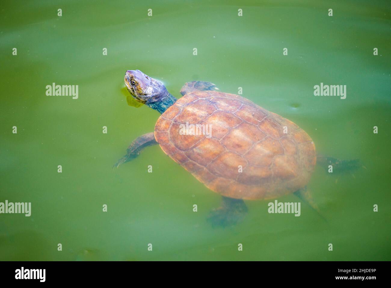 Spanish pond turtle (Mauremys leprosa) swims on the surface of the ...