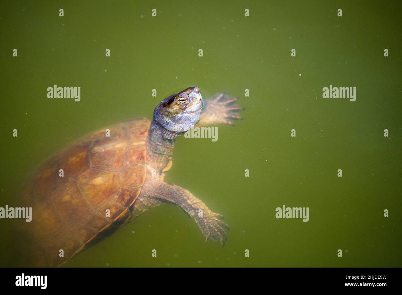 Spanish pond turtle (Mauremys leprosa) swims on the surface of the water. Stock Photo