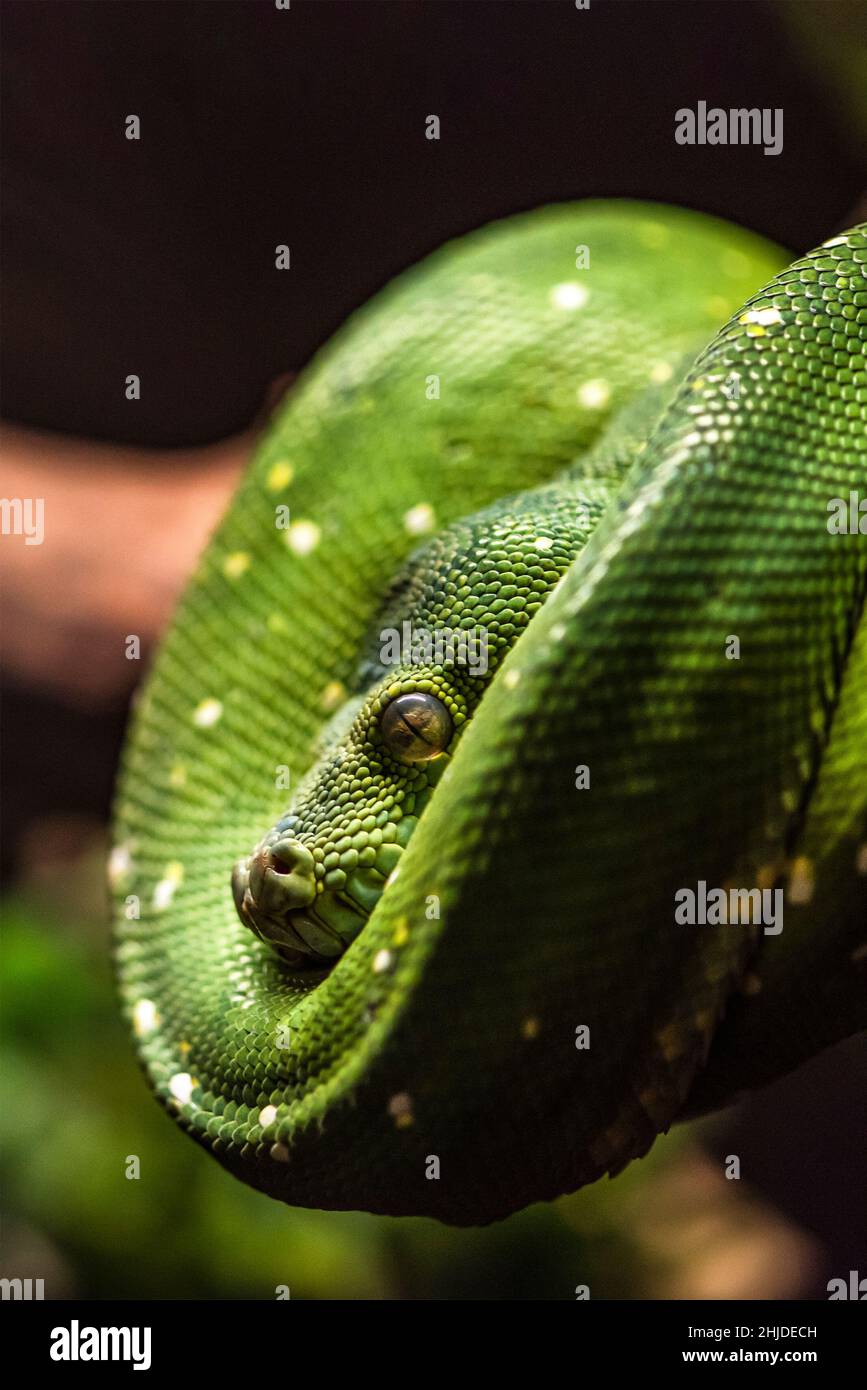 Green python snake on a branch with green leaves. A green python hangs on a branch of an old tree. Stock Photo