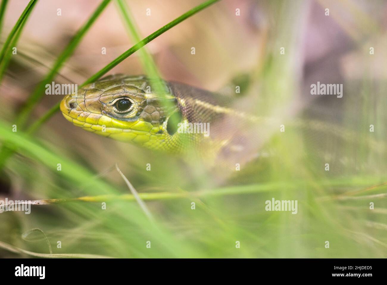 Sand lizard (Lacerta agilis), female. Stock Photo