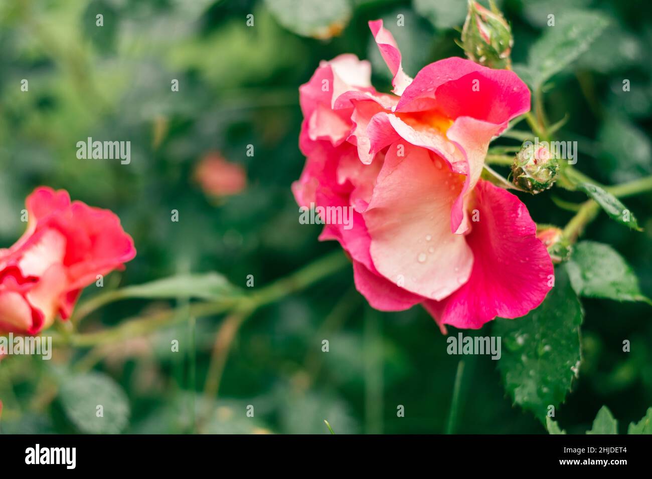 Close-up image of flower pink and white Bajazzo rose Large-Flowered Climber  with powerful scent on green plant blurred background. Big pattern petals  Stock Photo - Alamy