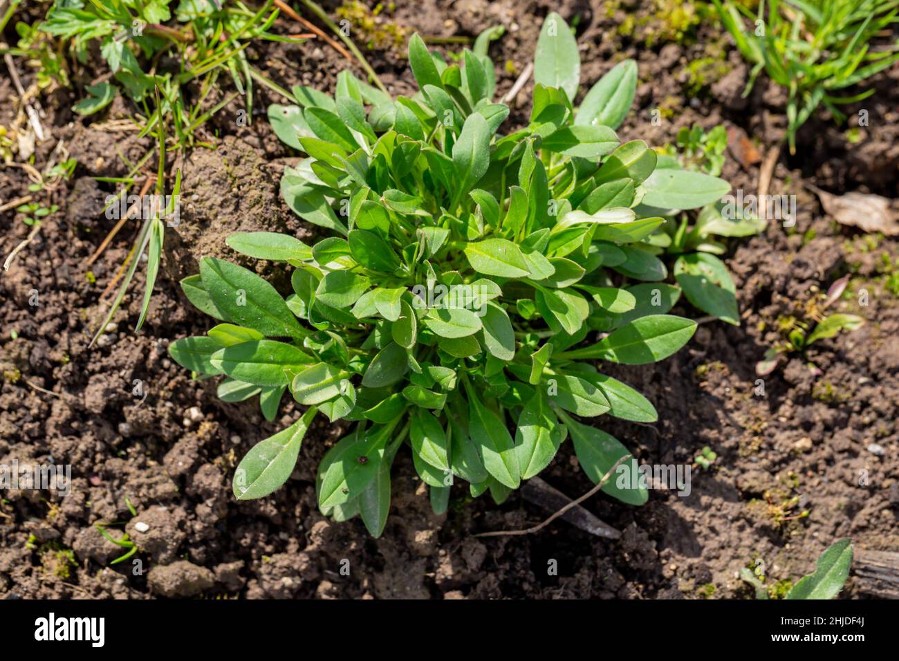 Capsella bursa-pastoris weed in the garden Stock Photo
