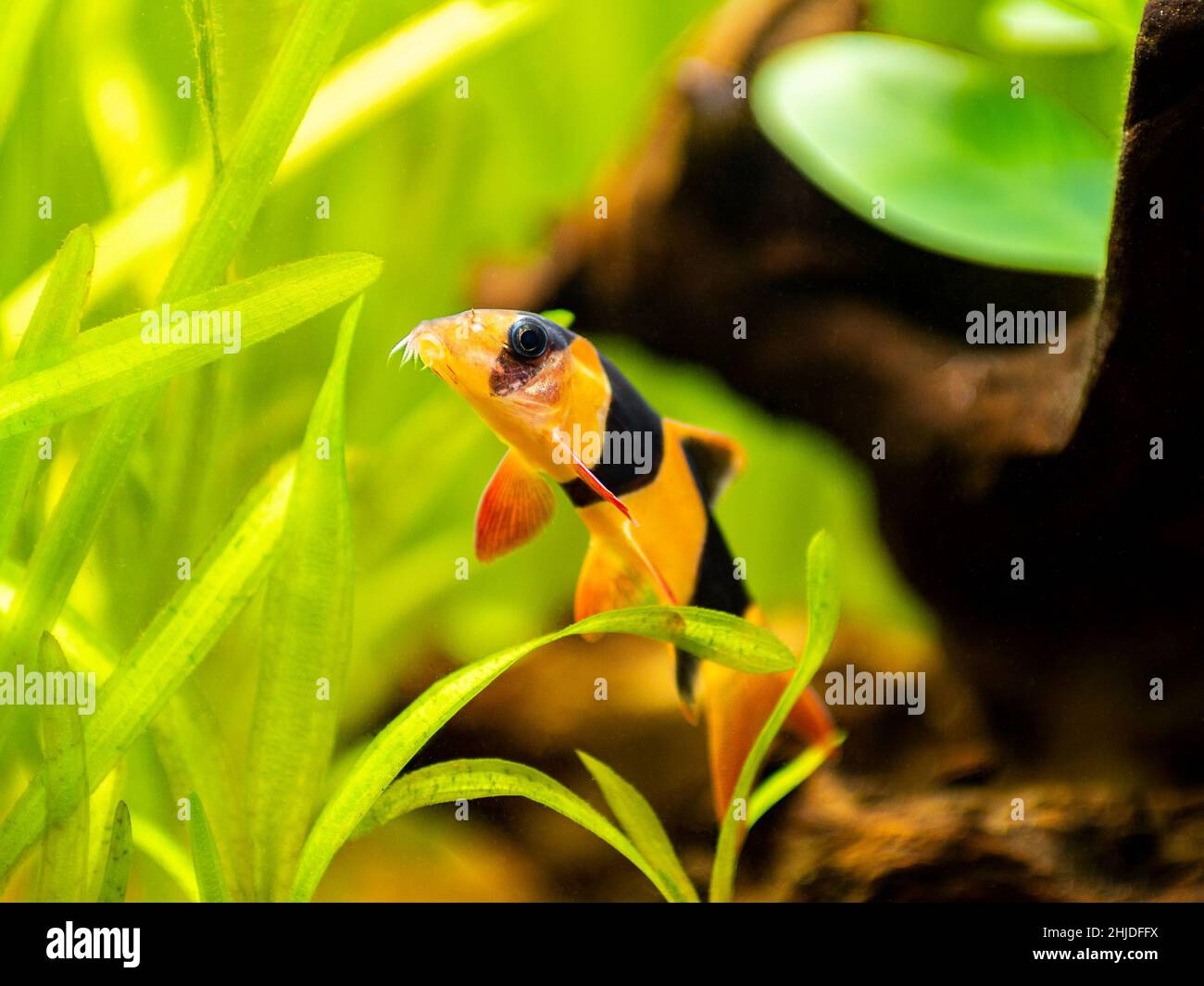 selective focus of a large clown loach isolated in fish tank (Chromobotia macracanthus) with blurred background Stock Photo