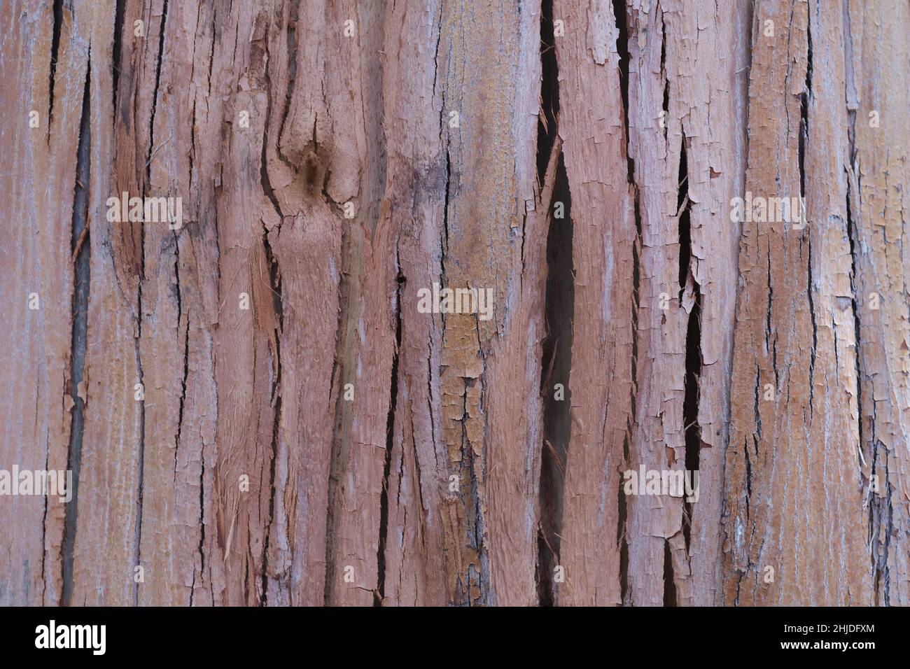 Detail of beautiful wood strands from a living eucalyptus tree Stock Photo Alamy