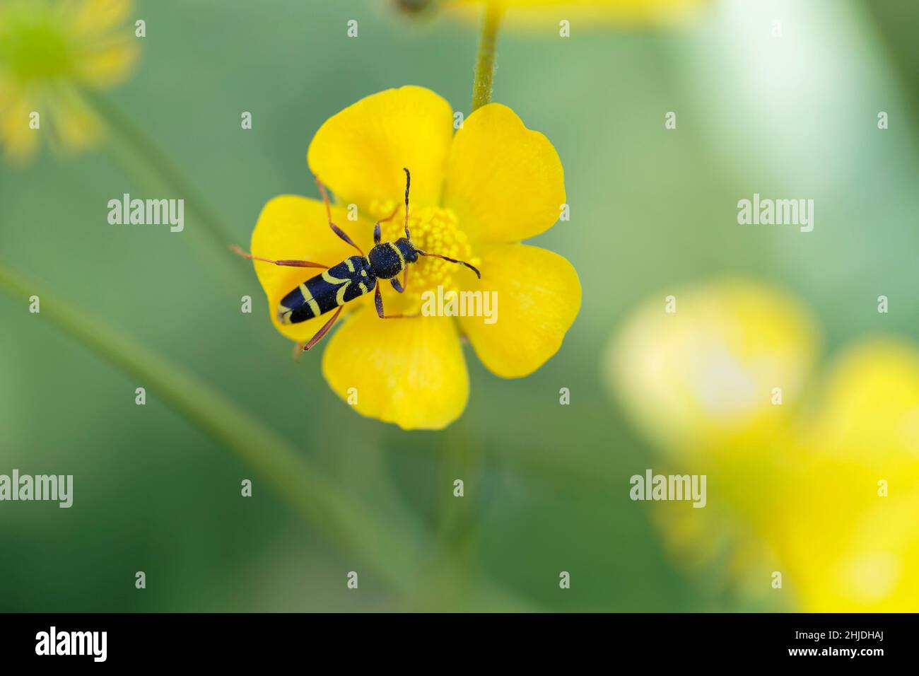 Longhorn beetle Clytus arietis sitting on a yellow flower Stock Photo