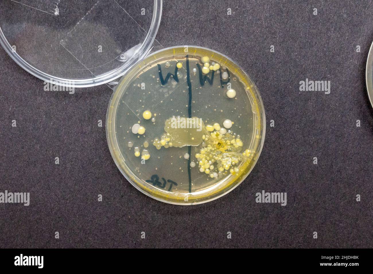 Agar plates petri dishes with bacteria spore growths after UK secondary school biology lesson investigating hand washing. Stock Photo