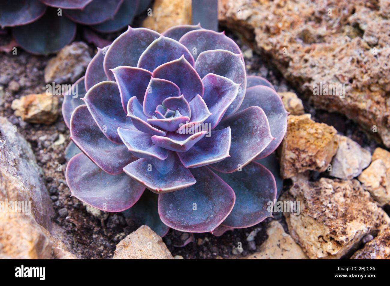 Cactus lila hi-res stock photography and images - Alamy