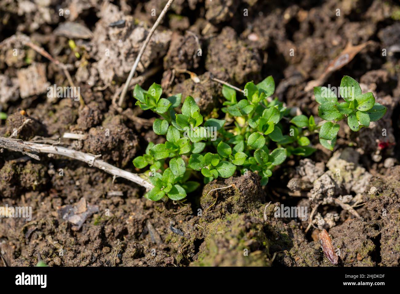 Stellaria media stem and leaf chickweed Stock Photo