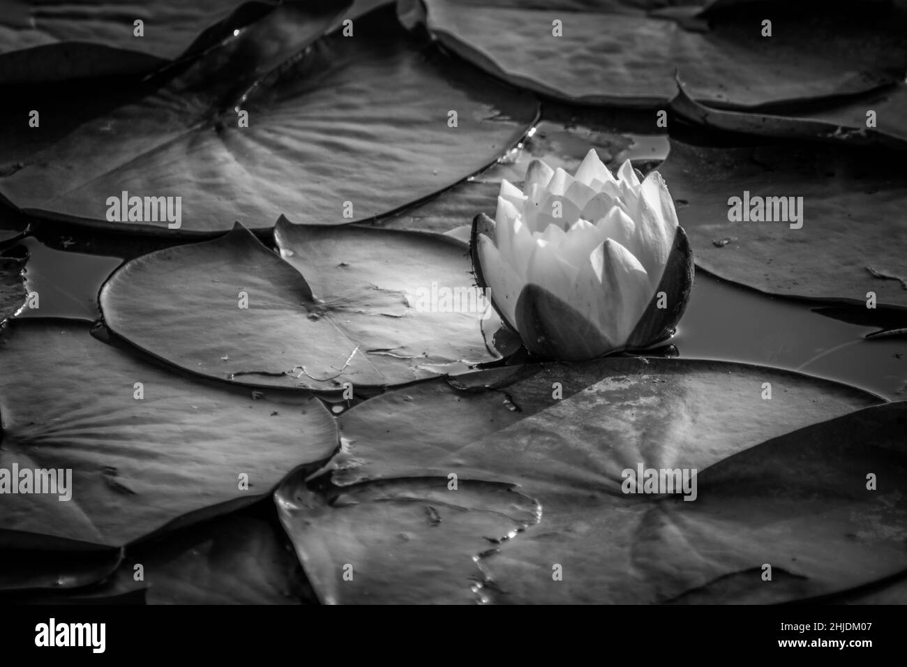 Grayscale close-up shot of a white water lily flower and leaves floating on water Stock Photo